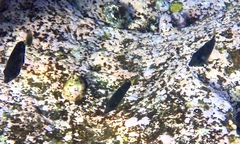 Prionurus microlepidotus