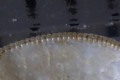 Linucula hartvigiana