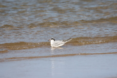 Sterna forsteri