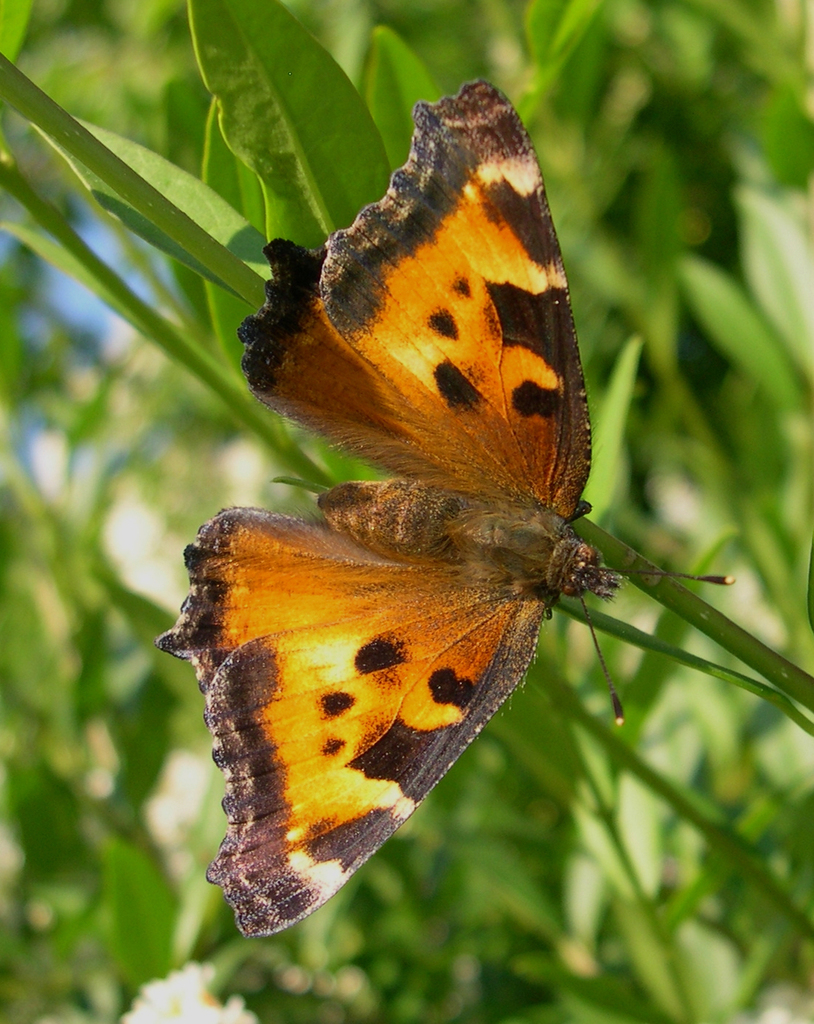 California Tortoiseshell from Genelle, BC, Canada on June 24, 2005 by