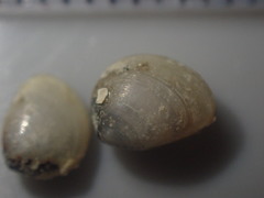 Linucula hartvigiana