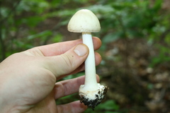 Amanita aestivalis