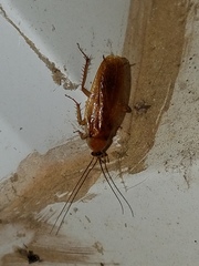 Parcoblatta virginica
