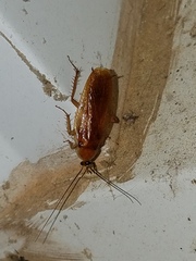 Parcoblatta virginica