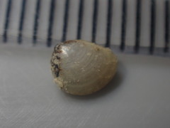 Linucula hartvigiana