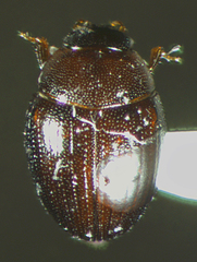 Cercyon minusculus