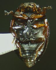 Cercyon minusculus