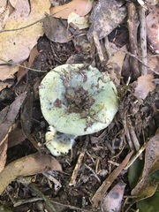 Russula viridis