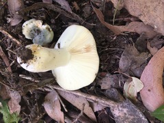 Russula viridis