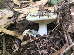 Russula viridis