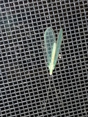 Chrysopa nigricornis