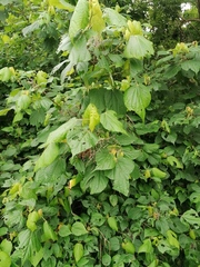 Heliocarpus donnellsmithii