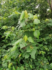 Heliocarpus donnellsmithii