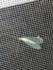 Chrysopa nigricornis