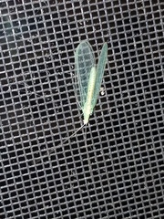 Chrysopa nigricornis