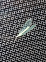 Chrysopa nigricornis