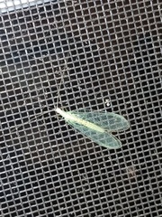 Chrysopa nigricornis