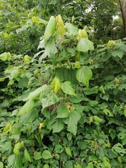 Heliocarpus donnellsmithii