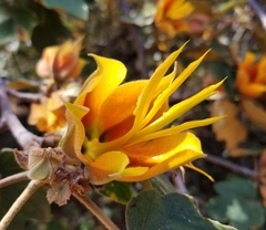 ×chiranthofremontia lenzii