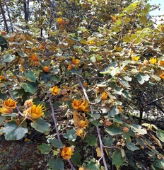 ×chiranthofremontia lenzii