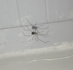Pholcidae