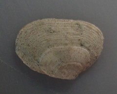 Borniola reniformis