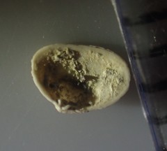 Borniola reniformis