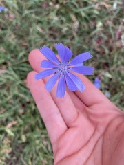Cichorium intybus