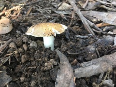 Russula neerimea