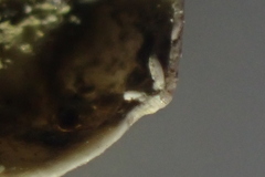 Borniola reniformis