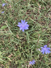 Cichorium intybus