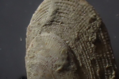 Borniola reniformis