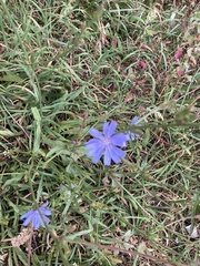 Cichorium intybus