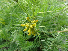 Astragalus penduliflorus