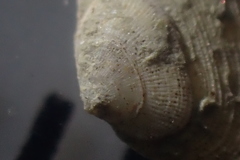 Borniola reniformis
