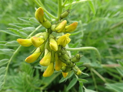 Astragalus penduliflorus