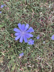 Cichorium intybus