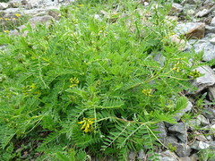 Astragalus penduliflorus