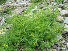 Astragalus penduliflorus