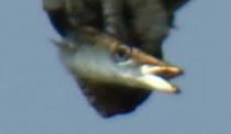 Sphyraena borealis