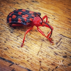 Sceloenopla maculata