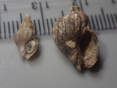 Cominella quoyana
