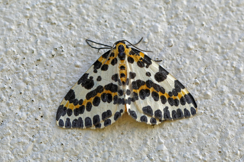 Magpie Moth