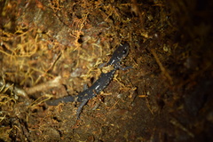 Plethodon aureolus