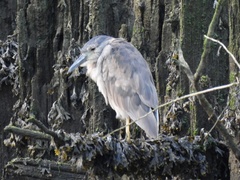 Nycticorax nycticorax