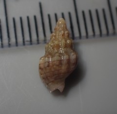 Cominella quoyana