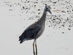 Nyctanassa violacea