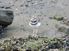 Charadrius vociferus