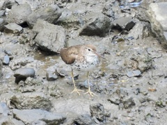 Actitis macularius