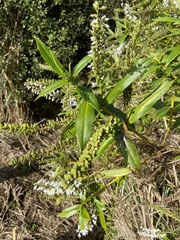 Veronica adamsii